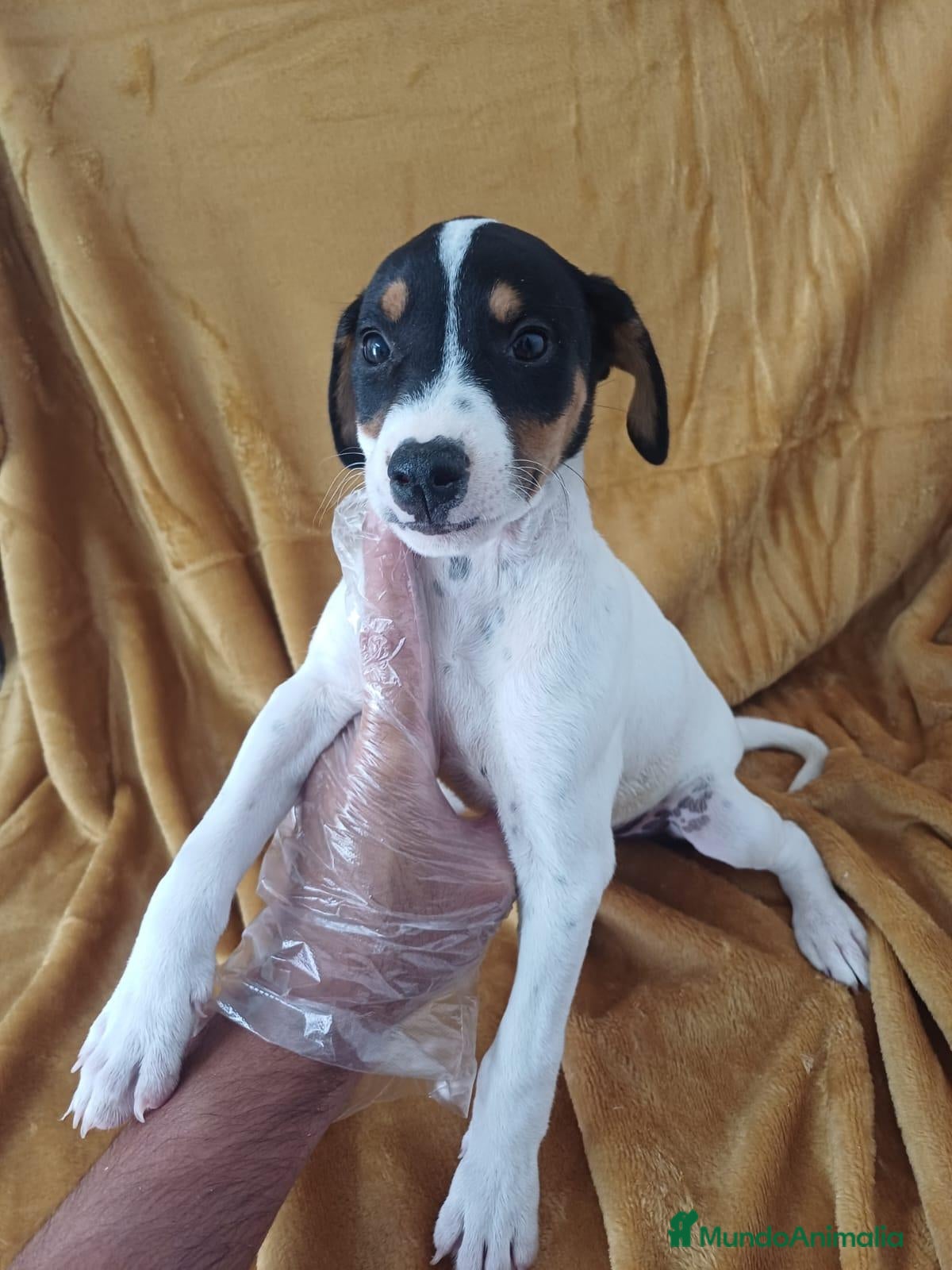 Ratonero Bodeguero Andaluz perros Bodeguero Andaluz  - Anuncio 1