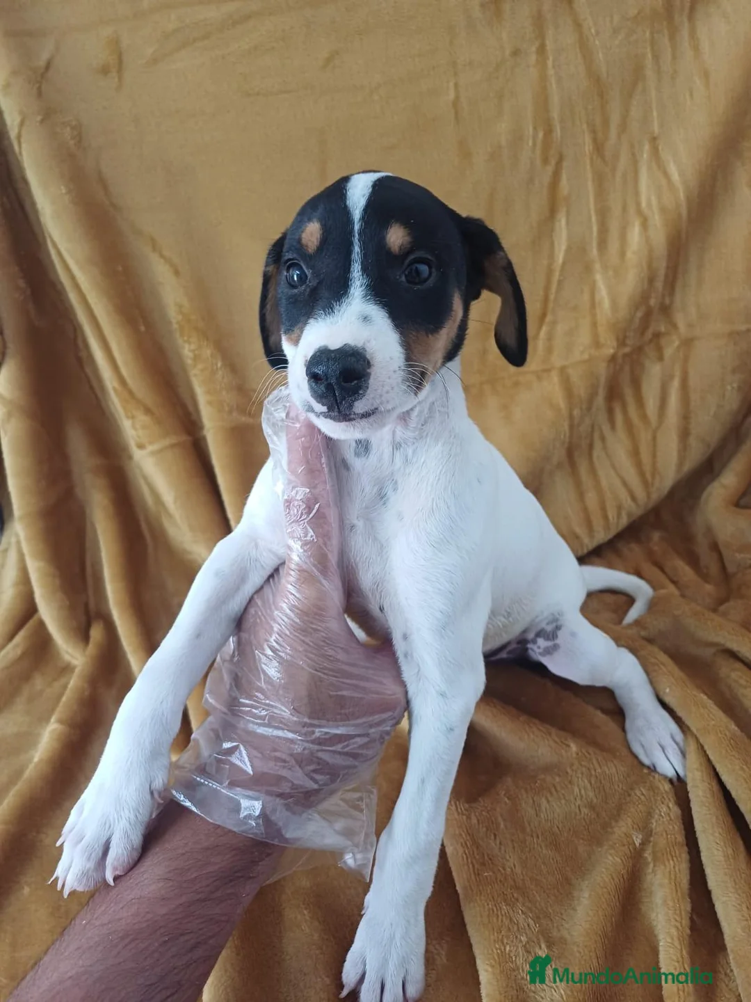 Ratonero Bodeguero Andaluz perros en venta: Bodeguero Andaluz  - Anuncio 1