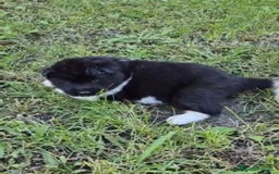 Akita Americano perros en venta: CAMADA DE AKITAS AMERICANOS - Imagen 3