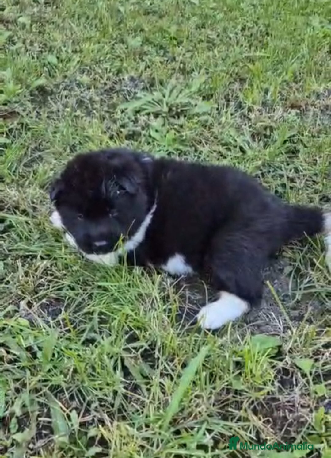 Akita Americano perros en venta: CAMADA DE AKITAS AMERICANOS - Imagen 3