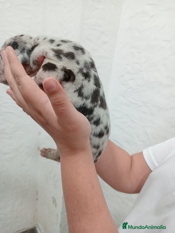 Dogo Alemán perros - Anuncio 1