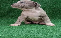 American Bully perros en venta: American Bully pocket disponibles  - Anuncio 4