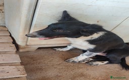Border Collie perros en venta: Últimos border collie disponibles - Imagen 4