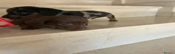 Teckel perros en venta: Teckel kanichen maxima calidad - Anuncio 9