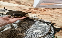 Chihuahua perros en venta: Chihuahua toy exclusivos - Anuncio 5