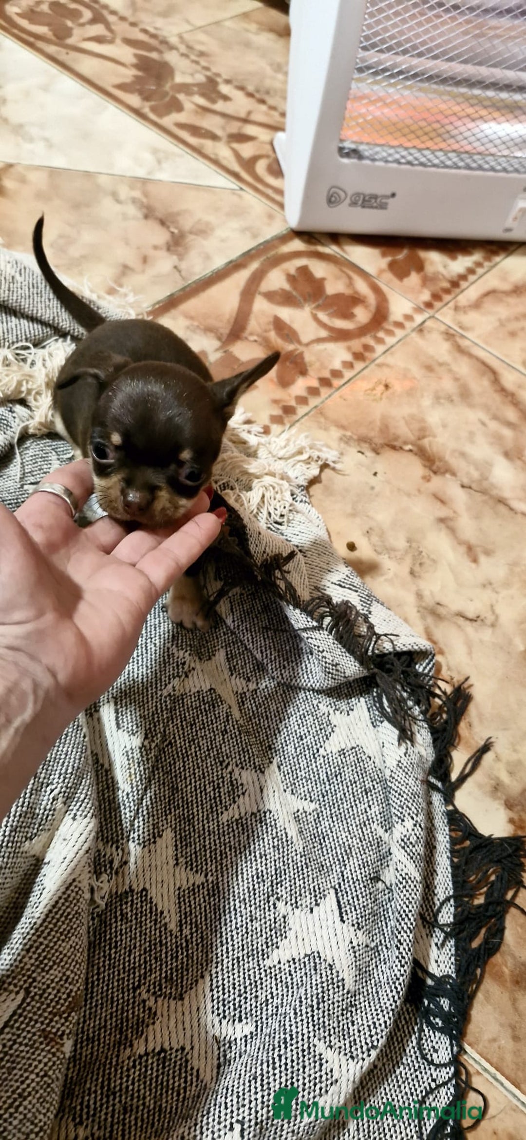 Chihuahua perros en venta: Chihuahua toy exclusivos - Anuncio 5