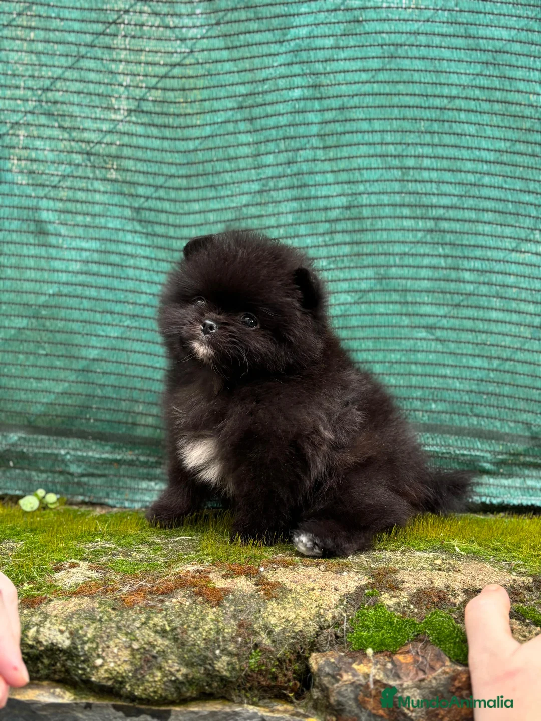 Pomerania perros en venta: Cachorros de línea coreana  - Anuncio 1
