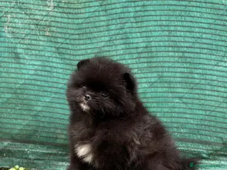 Pomerania perros Cachorros de línea coreana - Anuncio 1