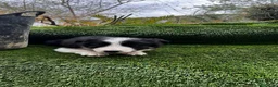 Border Collie perros en venta: Border collies de calidad  - Anuncio 10