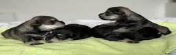 Schnauzer Miniatura perros en venta: CRIADERO DE SCHNAUZER MINI CATALUÑA  - Anuncio 5