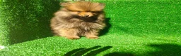 Pomerania perros en venta: Pomerania  - Anuncio 6