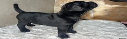 Cane Corso perros en venta: CANE CORSO XL PEDIGREE  - Anuncio 2