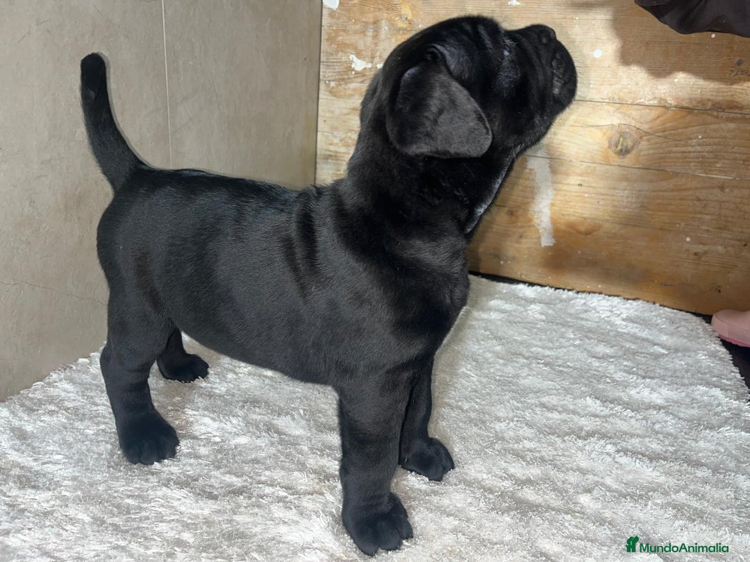 Cane Corso perros en venta: CANE CORSO XL PEDIGREE  - Anuncio 2
