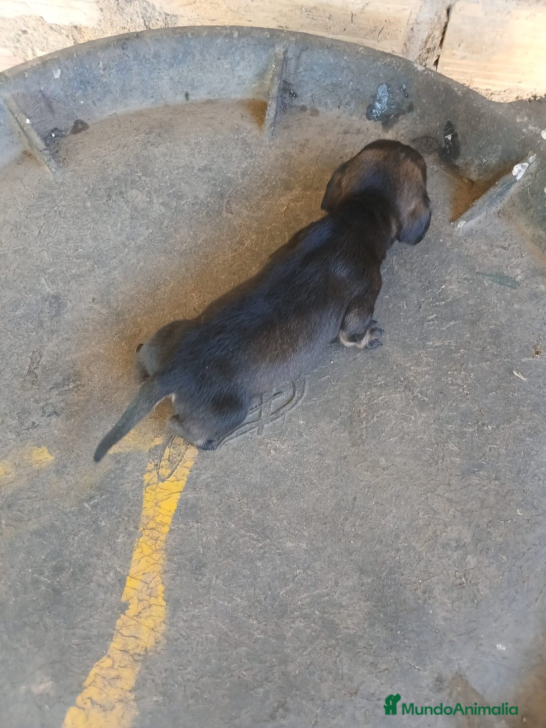 Teckel Miniatura perros en venta: camada teckel arlequín y todos los colores  - Anuncio 23