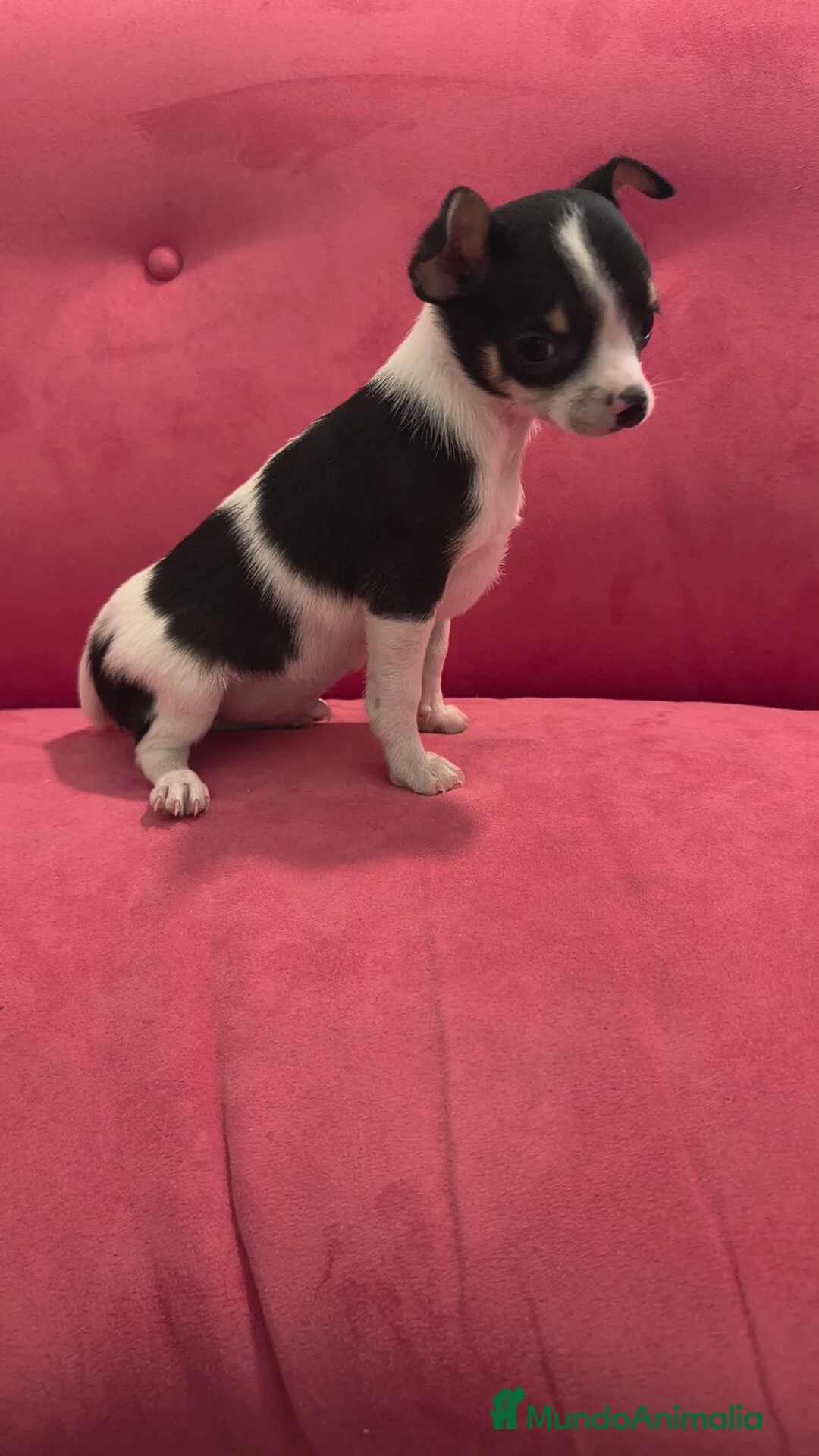 Chihuahua perros en venta: Chihuahua Macho retrognatismo  - Anuncio 3