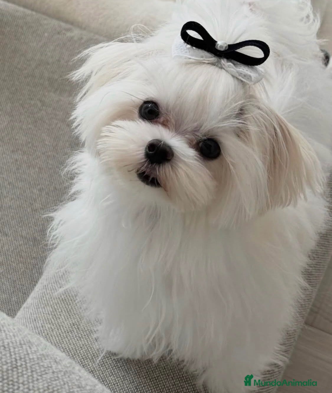 Bichón Maltés perros Bichón Maltés Mini  - Anuncio 1