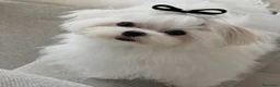 Bichón Maltés perros en venta: Bichón Maltés Mini  - Anuncio 1