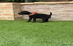 Jack Russell Terrier perros en venta: Disponibles cachorros Patterdale terrier  - Imagen 3