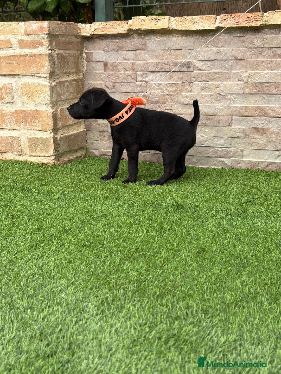Jack Russell Terrier perros en venta: Disponibles cachorros Patterdale terrier  - Imagen 3