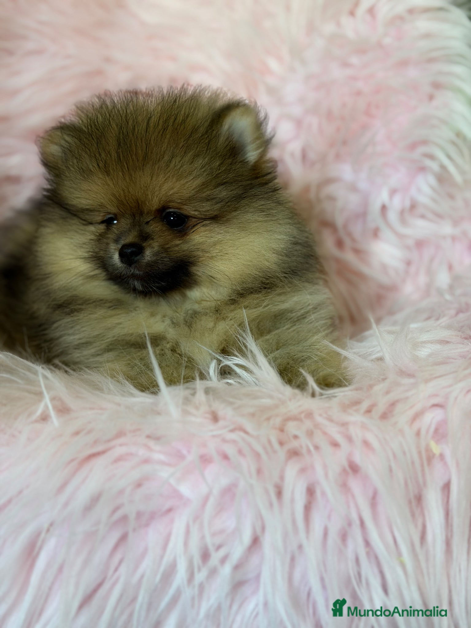 Pomerania perros Pomerania cara oso Hembra   - Anuncio 2