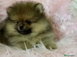 Pomerania perros Pomerania cara oso Hembra - Anuncio 2