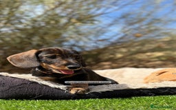 Teckel Miniatura perros en venta: CACHORROS TECKEL PELO DURO - Imagen 3
