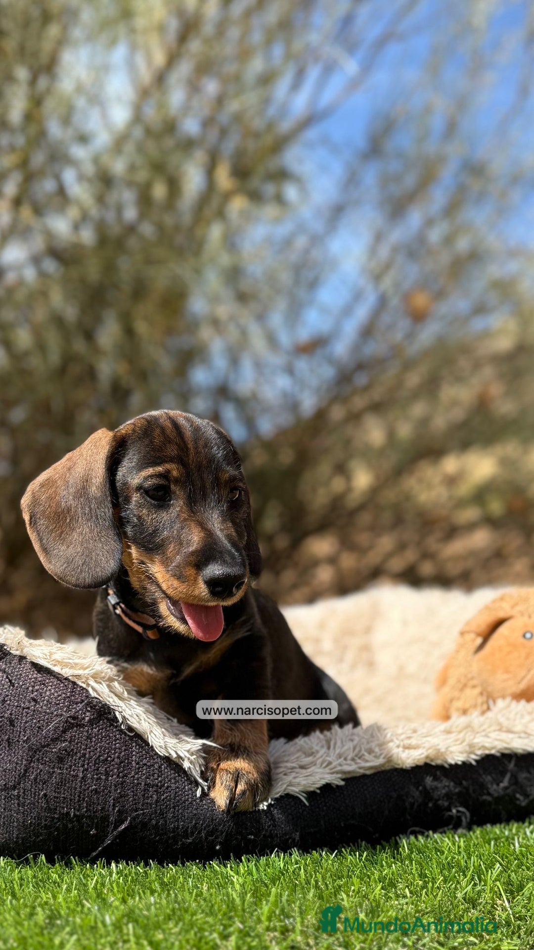 Teckel Miniatura perros en venta: CACHORROS TECKEL PELO DURO - Imagen 3
