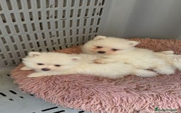 Pomerania perros en venta: Pomerania  - Imagen 3
