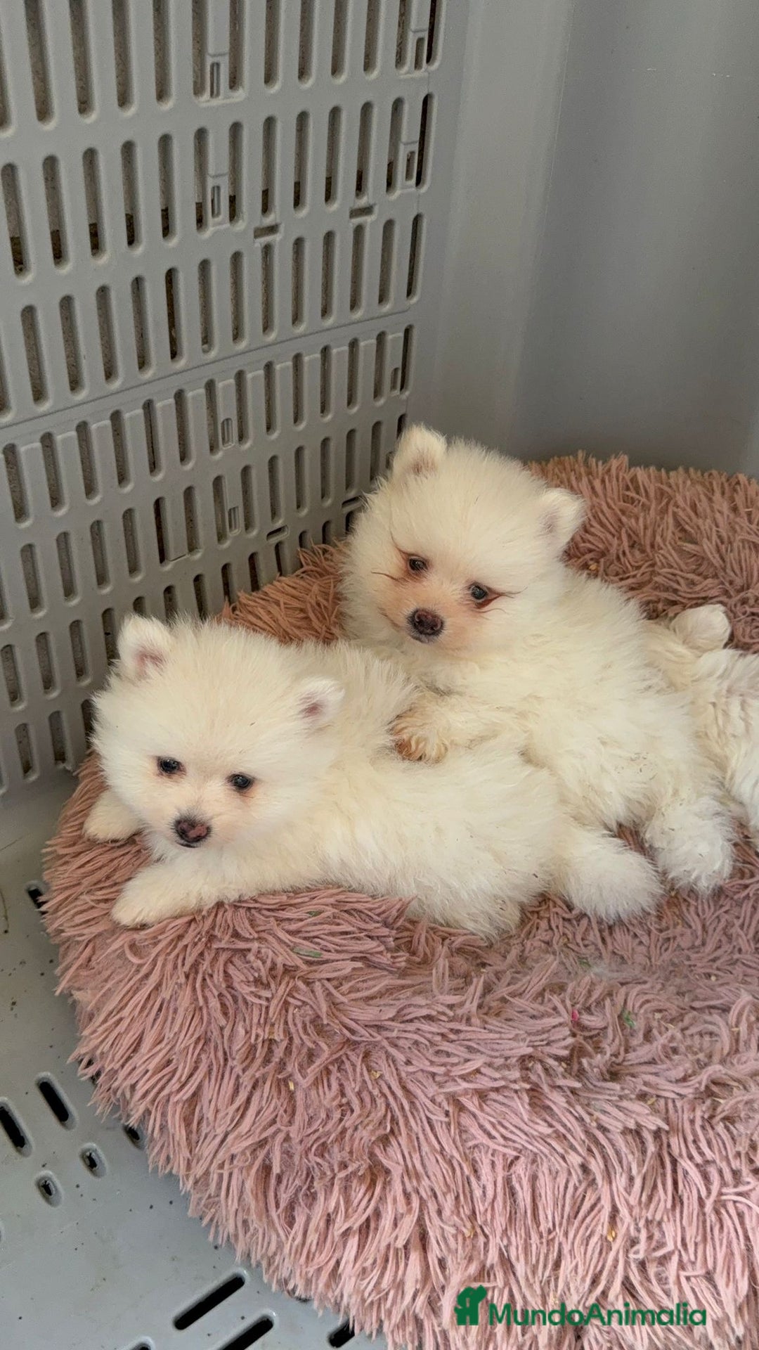 Pomerania perros en venta: Pomerania  - Imagen 3