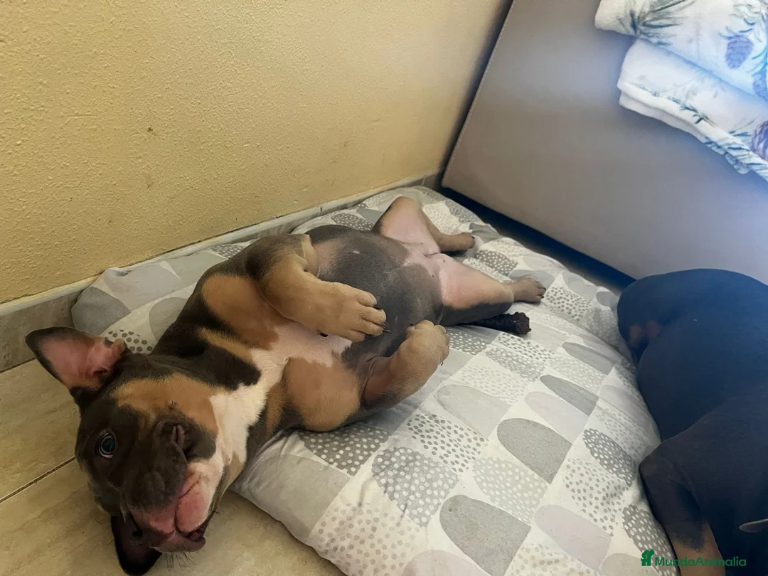 American Bully perros en venta: Perrita American Bully  - Anuncio 2
