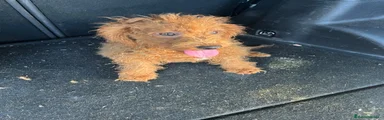 Caniche Enano 2