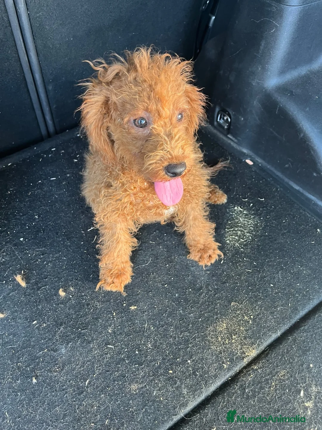 Caniche Enano perros en venta: CANICHE ENANO ROJO(Macho) - Anuncio 2