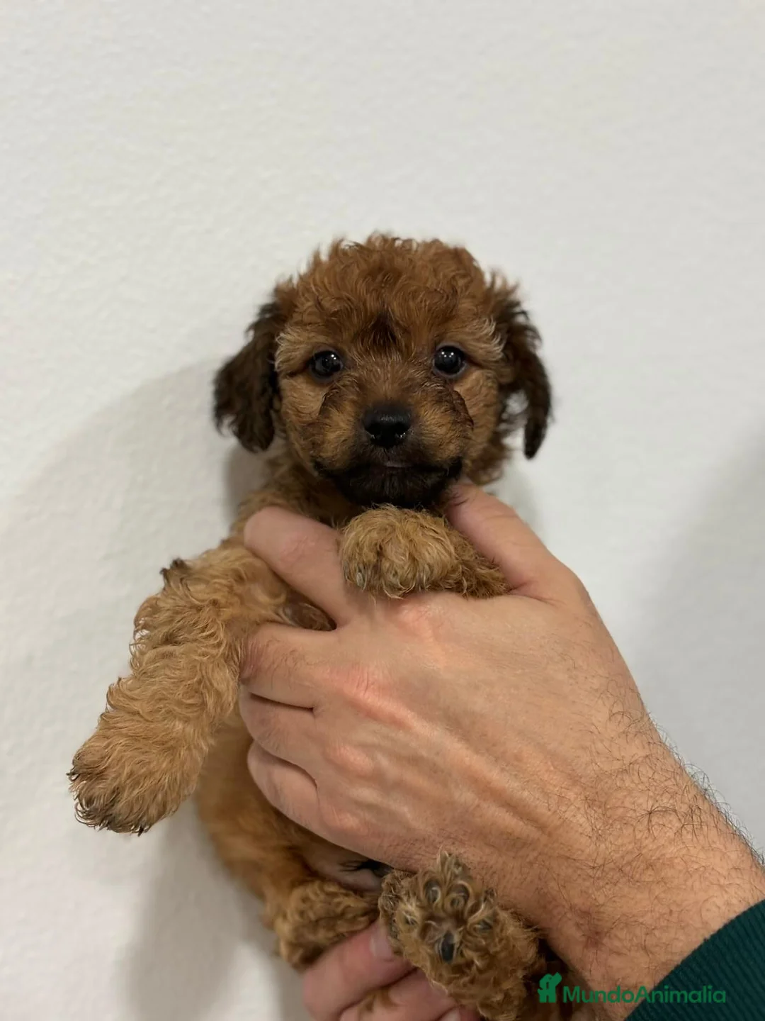 Yorkiepoo perros en venta: Preciosos machos caniche con Yorkshire  - Anuncio 1