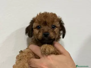 Yorkiepoo perros Preciosos machos caniche con Yorkshire - Anuncio 3