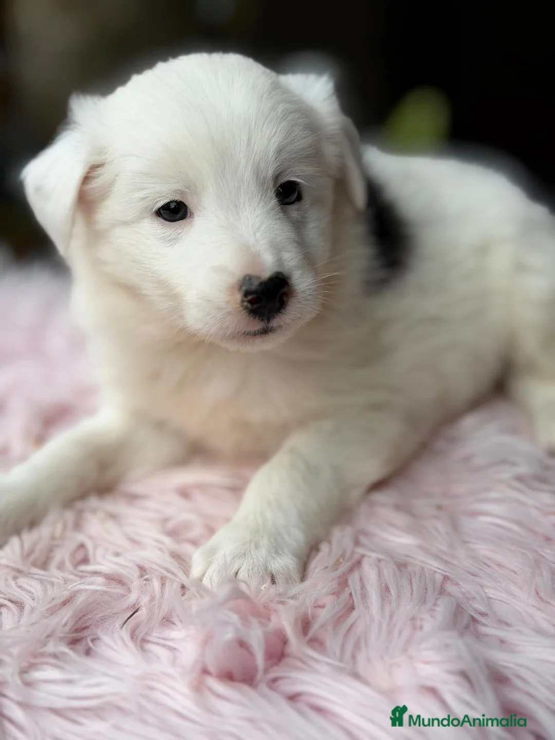Border Collie perros en venta: BORDER COLLIE HEMBRAS - Anuncio 2