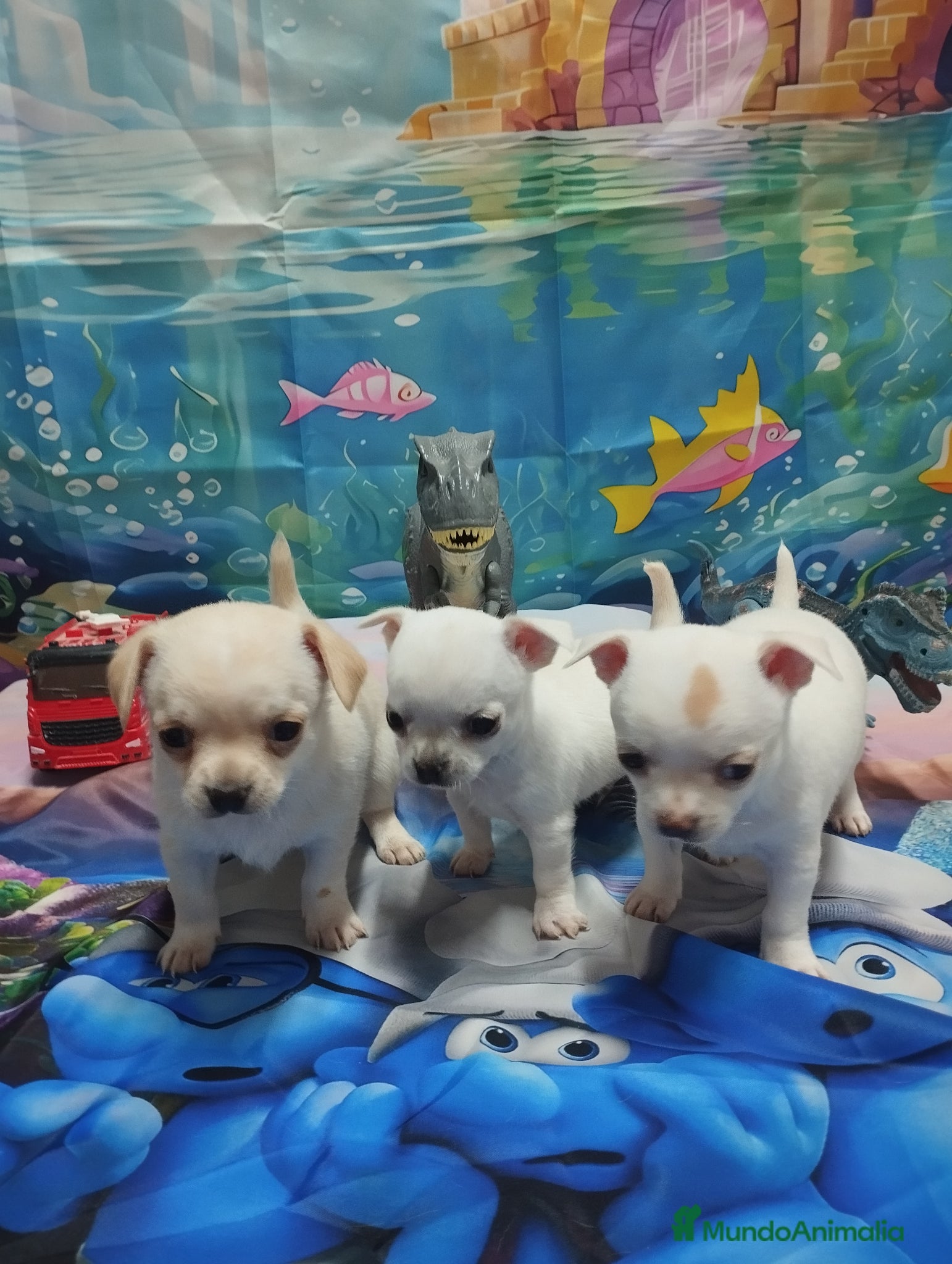 Chihuahua perros Chihuahuas Toy Cabeza de manzana - Anuncio 1