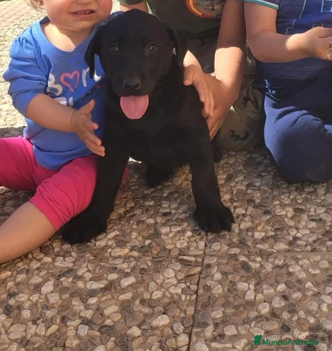 Labrador Retriever perros en venta: Labrador macho negro fuego🐾 - Anuncio 1