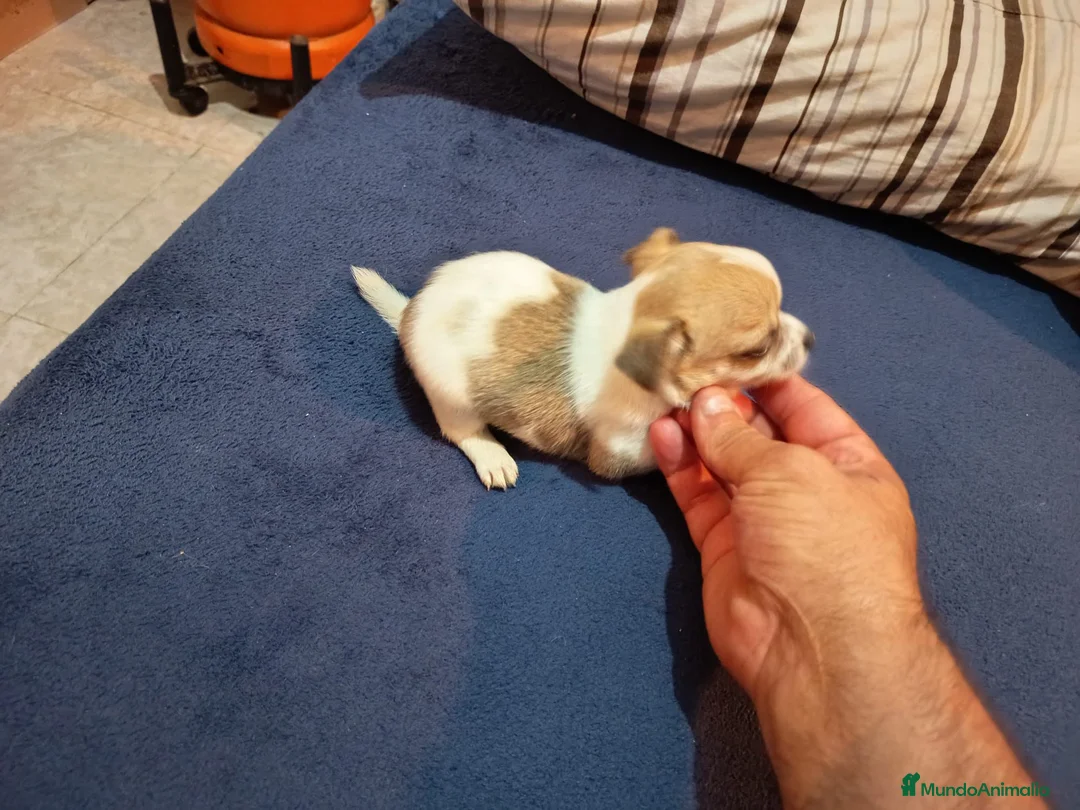 Chihuahua perros en venta: Chihuahua toy - Anuncio 5