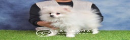Pomerania perros en venta: Pomeranias disponibles - Anuncio 1