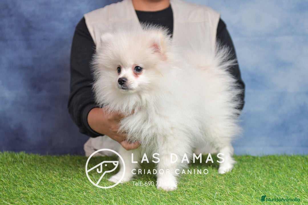 Pomerania perros en venta: Pomeranias disponibles - Anuncio 1