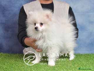 Pomerania perros Pomeranias disponibles - Anuncio 1