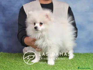 Pomerania perros Pomeranias disponibles - Anuncio 5