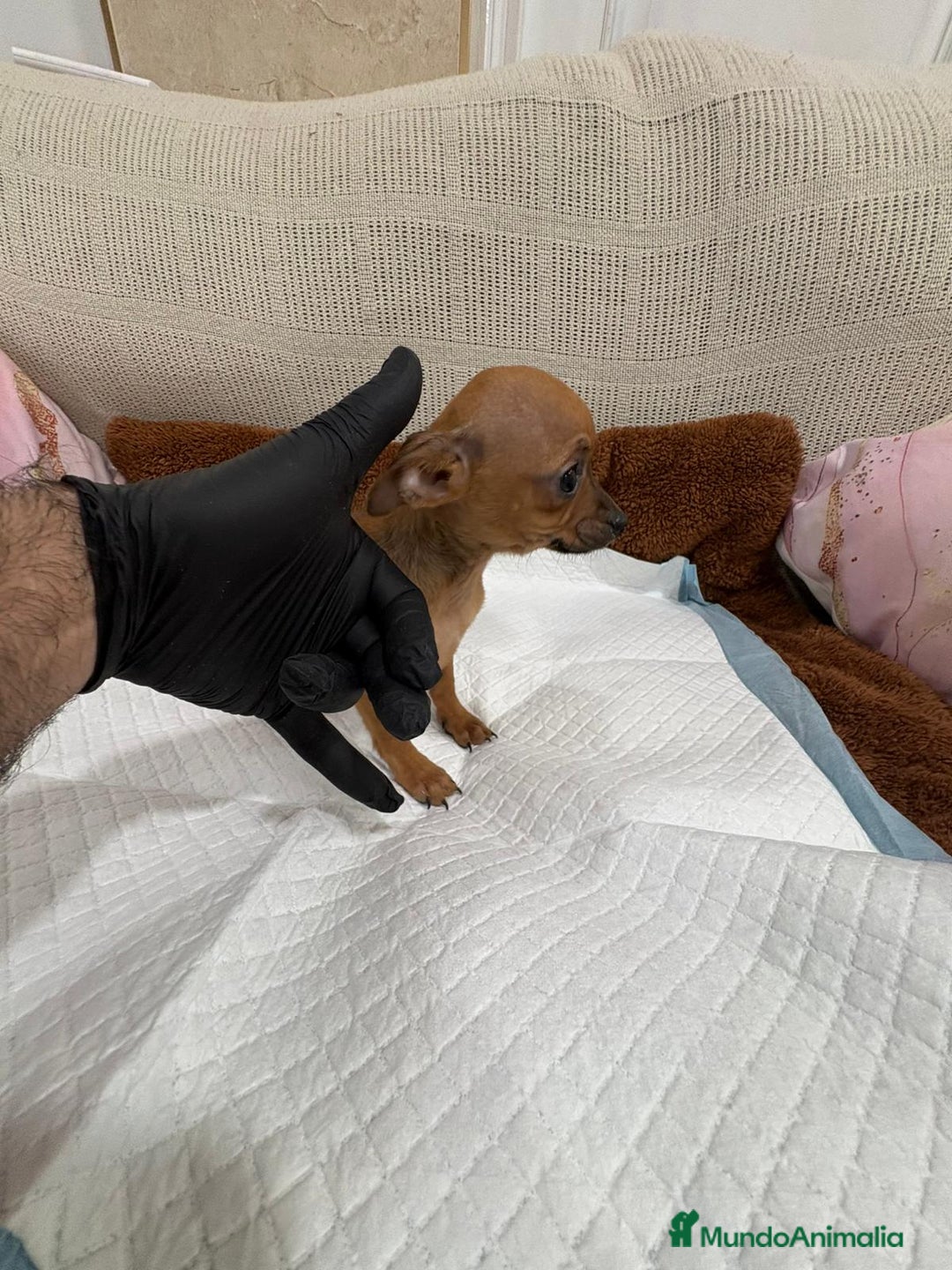 Chihuahua perros en venta: Chihuahua macho cabeza manzana  - Anuncio 2