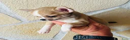 Chihuahua perros en venta: Chihuahua toy cabeza manzana  - Anuncio 4