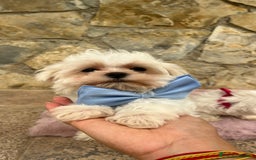 Bichón Maltés perros en venta: Bichon maltés macho  - Imagen 3