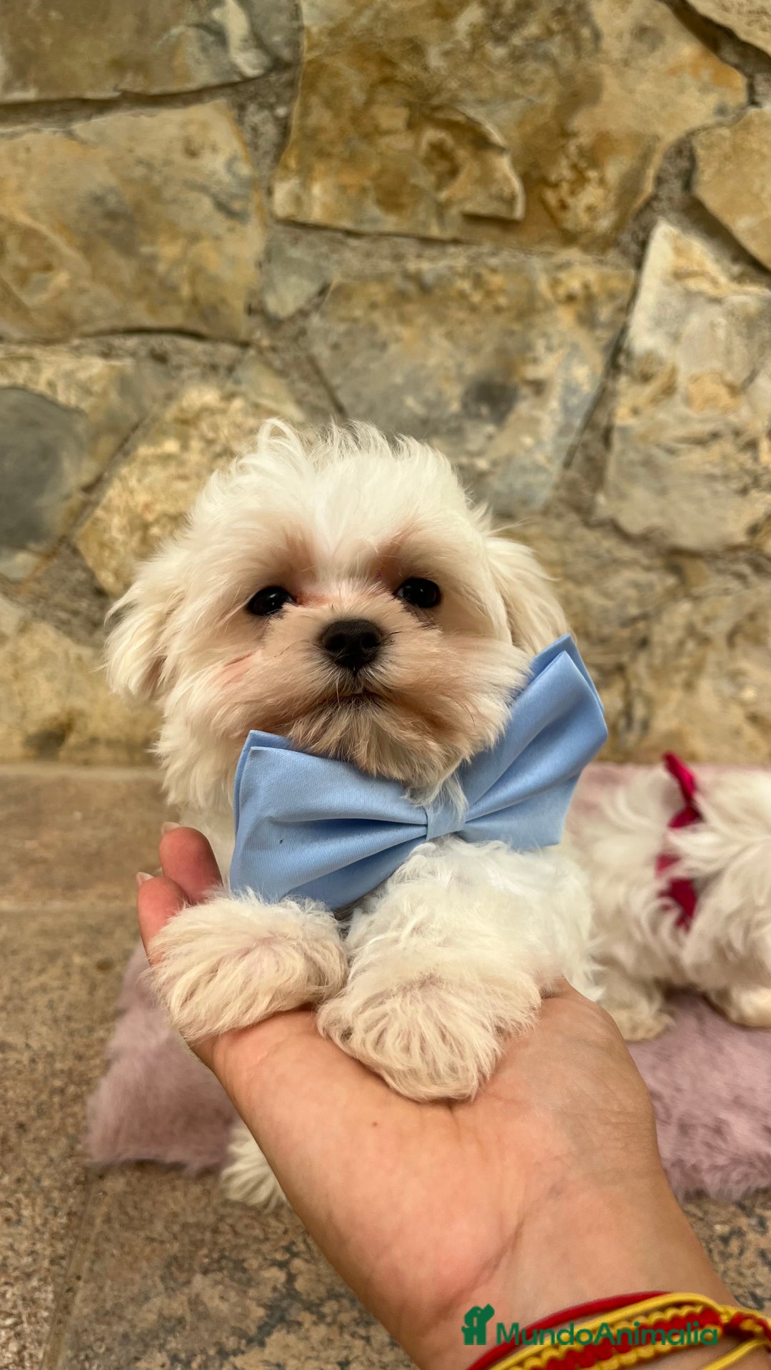 Bichón Maltés perros en venta: Bichon maltés macho  - Imagen 3