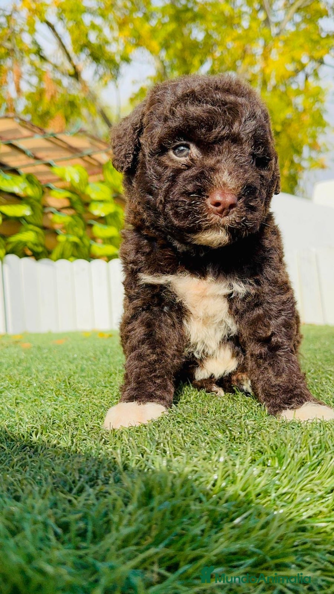 Perro de Agua Español perros en venta: PERRO DE AGUA ESPAÑOL - Anuncio 2