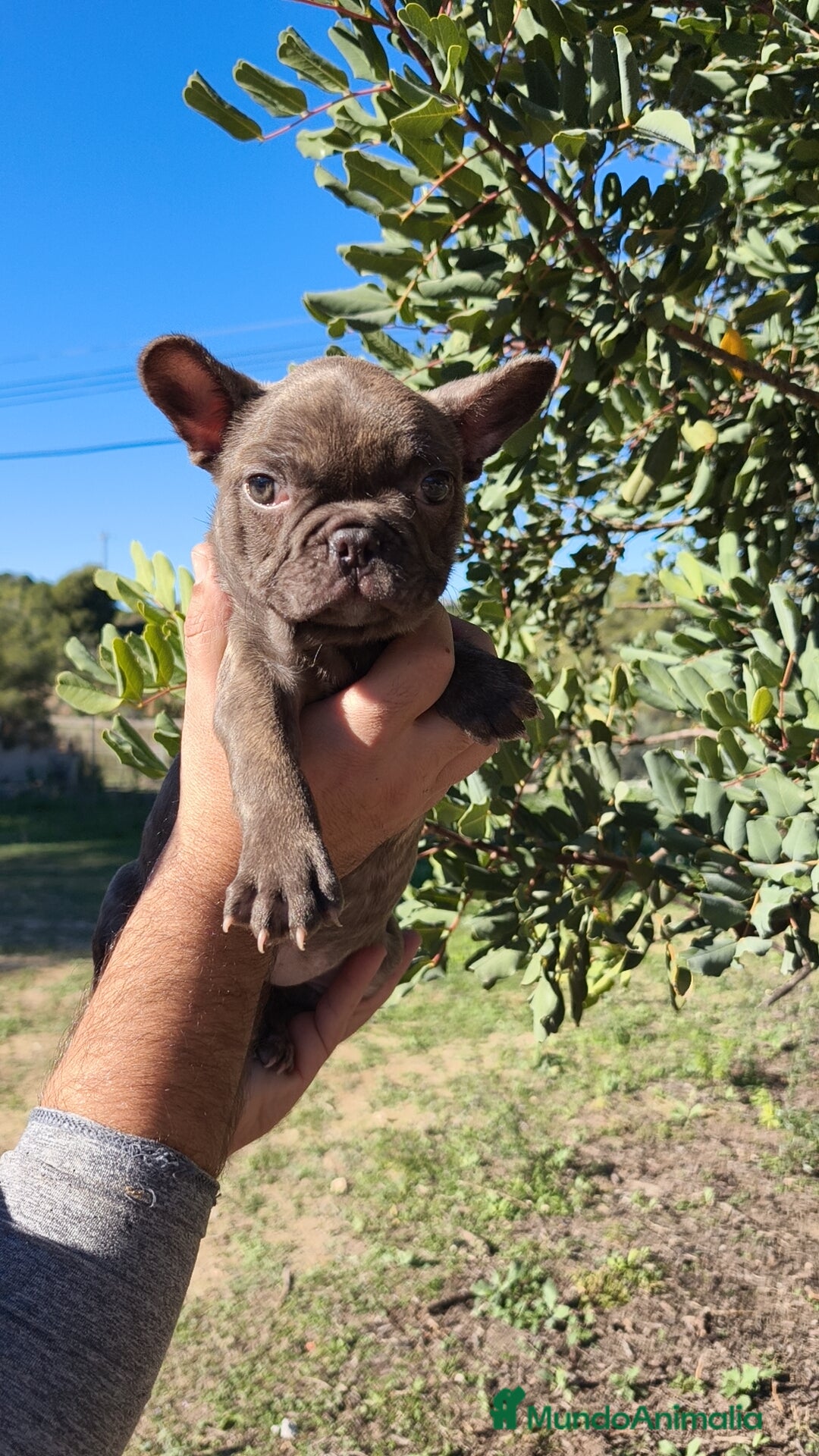 Bulldog Francés perros en venta: Bulldog Francés hembra calidad  - Anuncio 3