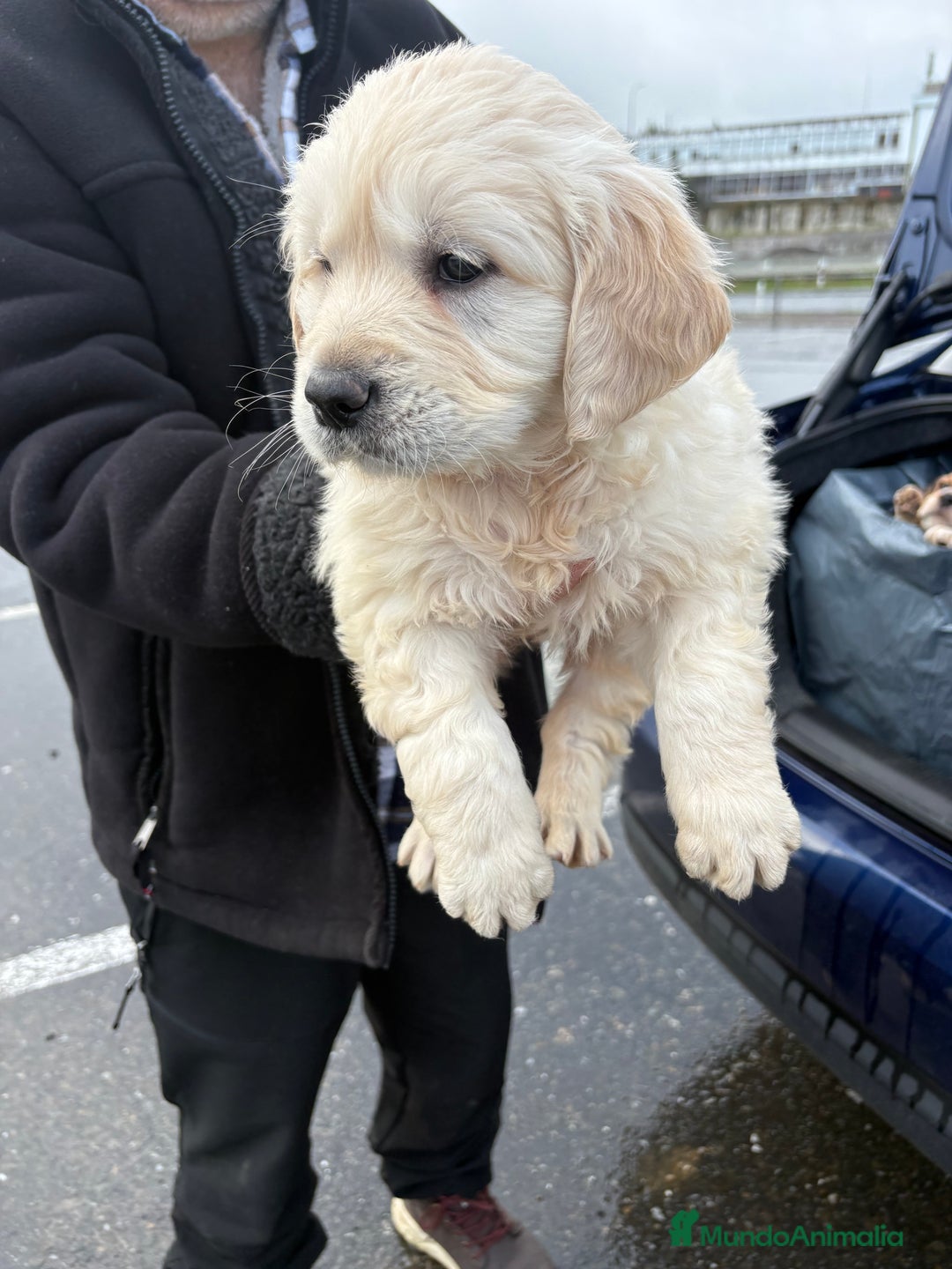 Golden Retriever perros en venta: Golden Retriever un lujo de cachorro - Anuncio 5