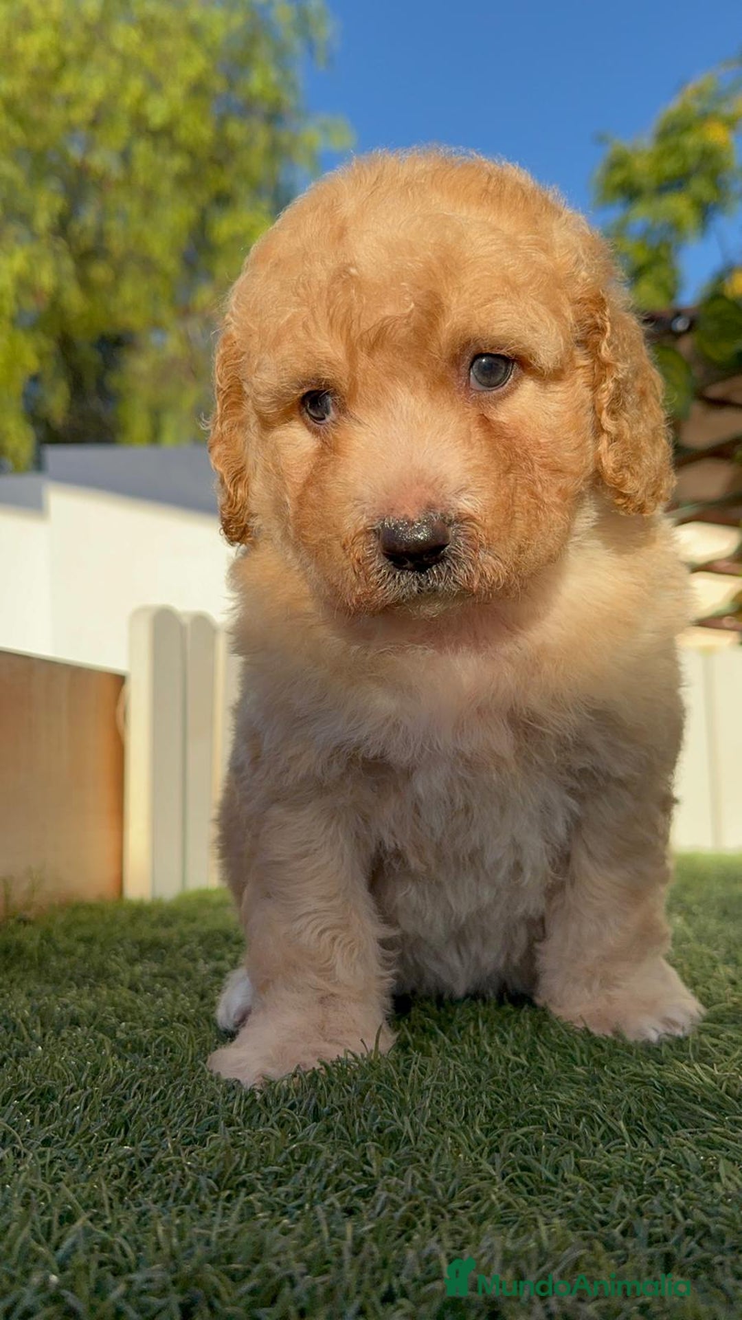 Perro de Agua Español perros en venta: PERRO DE AGUA ESPAÑOL  - Imagen 14